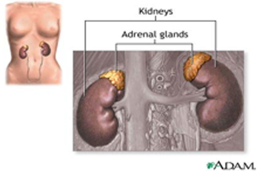 adrenal kidney